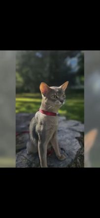 Edler Deckkater mit Champion-Stammbaum Reinrassiger Abessinier