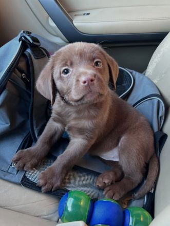 Wir bieten Labrador Retriever an