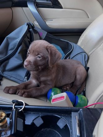 Wir bieten Labrador Retriever an