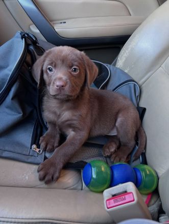 Wir bieten Labrador Retriever an