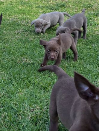 Wir bieten Labrador Retriever an