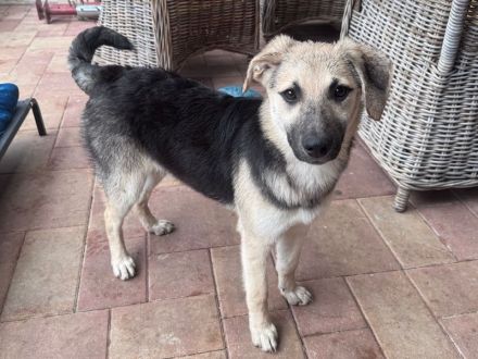 Dennis und Dina hoffen auf eine (getrennte) rosige Zukunft, 6M, 39 cm