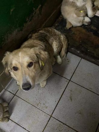 Ravella sucht liebe Menschen die viel Zeit zum Kuscheln haben, 3J, 35 cm