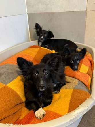 Tokio & Twix möchten ihre Menschen und die Welt entdecken, 6M, 30 cm