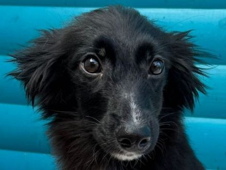 Tokio & Twix möchten ihre Menschen und die Welt entdecken, 6M, 30 cm