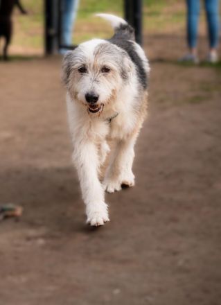 Amelio sanfter Herzenshund sucht sein Für-Immer-Zuhause