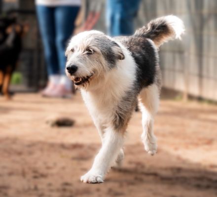 Amelio sanfter Herzenshund sucht sein Für-Immer-Zuhause