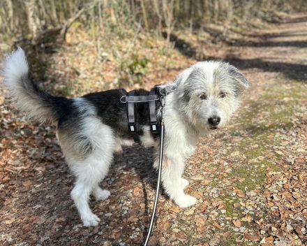 Amelio sanfter Herzenshund sucht sein Für-Immer-Zuhause
