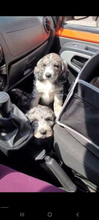 Cocker Spaniel Merle Rüde