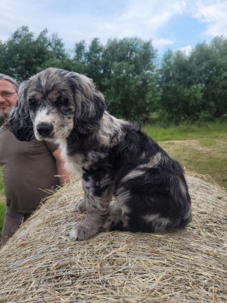 Cocker Spaniel Merle Rüde