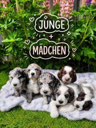 Cockapoo Welpen Harlekin-Merle