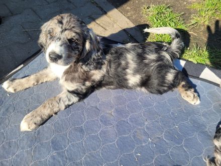 Cockapoo Welpen Harlekin-Merle