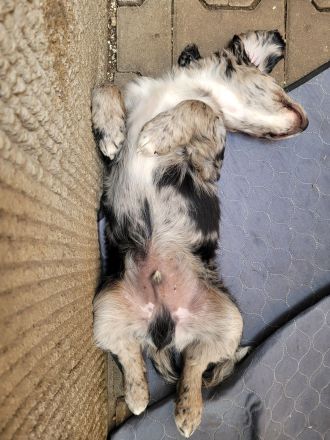 Cocker Spaniel Merle Rüde