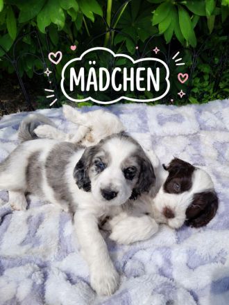 Cockapoo Welpen Harlekin-Merle