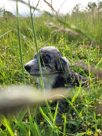 Cockapoo Welpen Harlekin-Merle