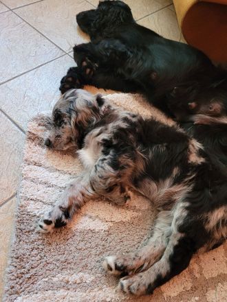 Cocker Spaniel Merle Rüde
