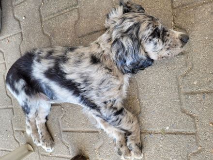 Cocker Spaniel Merle Rüde