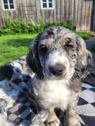 Cockapoo Welpen Harlekin-Merle