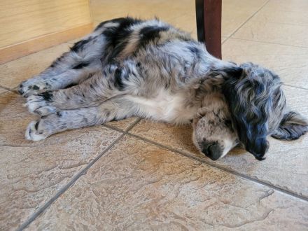 Cocker Spaniel Merle Rüde