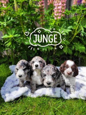 Cockapoo Welpen Harlekin-Merle