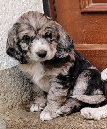 Cockapoo Welpen Harlekin-Merle