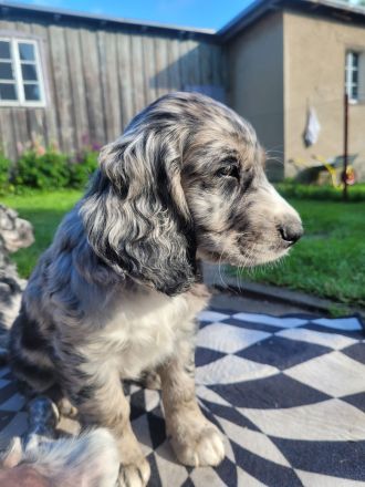 Cockapoo Welpen Harlekin-Merle