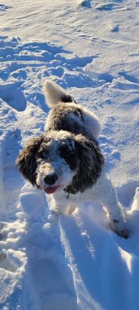 Cockapoo Welpen Harlekin-Merle