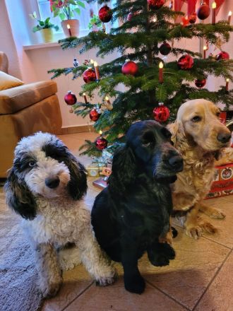Cockapoo Welpen Harlekin-Merle