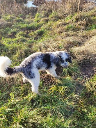 Cockapoo Welpen Harlekin-Merle