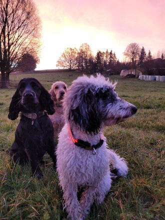 Cockapoo Welpen Harlekin-Merle
