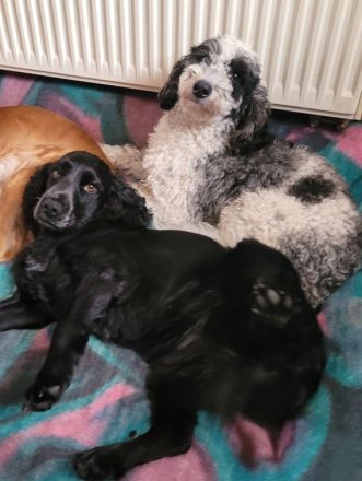 Cockapoo Welpen Harlekin-Merle