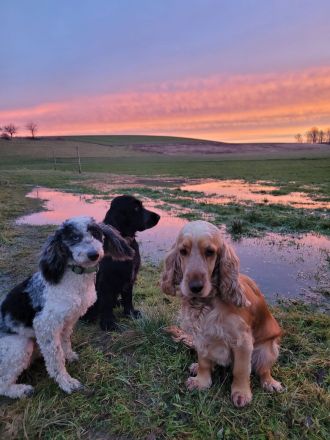 Cockapoo Welpen Harlekin-Merle