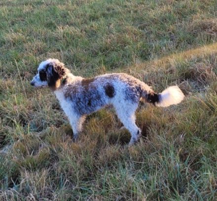 Cockapoo Welpen Harlekin-Merle