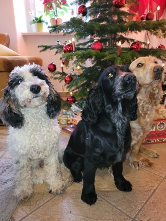 Cockapoo Welpen Harlekin-Merle