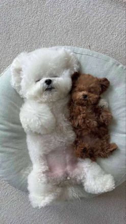 Wunderschöne Bichon Frisé Welpen suchen ein neues Zuhause.