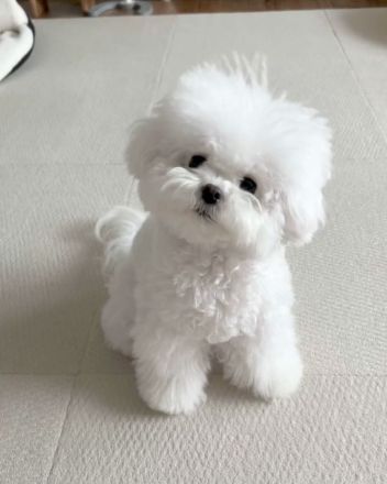 Wunderschöne Bichon Frisé Welpen suchen ein neues Zuhause.