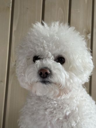 Wunderschöne Bichon Frisé Welpen suchen ein neues Zuhause.