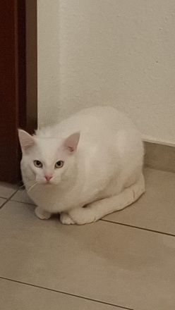 Kater abzugeben türkisch angora mix