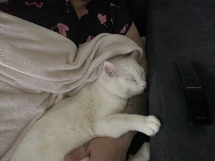 Kater abzugeben türkisch angora mix