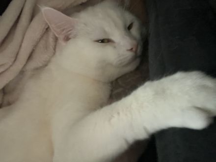 Kater abzugeben türkisch angora mix