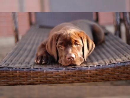 Süße Labrador Retriever Welpen