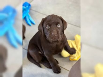 Süße Labrador Retriever Welpen