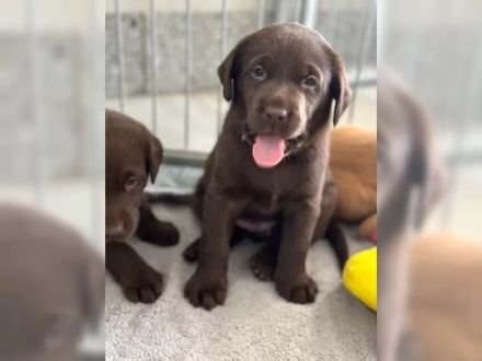 Süße Labrador Retriever Welpen