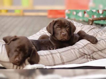 Süße Labrador Retriever Welpen