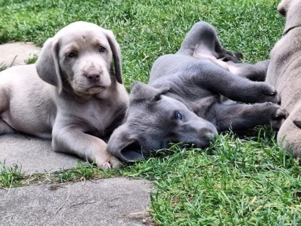 Süße Labrador Retriever Welpen