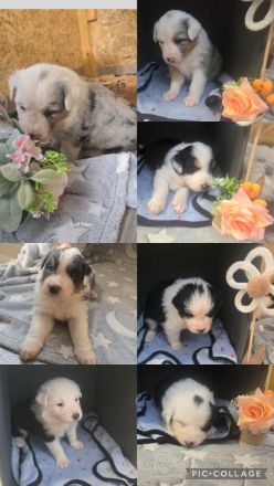 Australian shepherd welpen