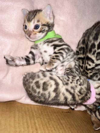 Wunderschöne reinrassige Bengalkitten 3 Jungs 2 Mädels