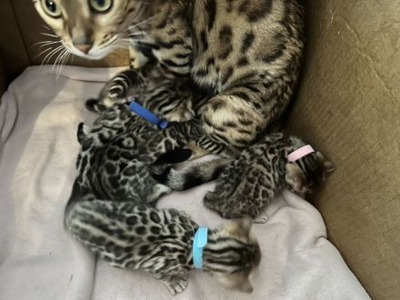 Wunderschöne reinrassige Bengalkitten 3 Jungs 2 Mädels