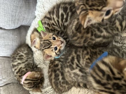 Wunderschöne reinrassige Bengalkitten 3 Jungs 2 Mädels