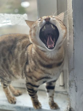 Wunderschöne reinrassige Bengalkitten 3 Jungs 2 Mädels